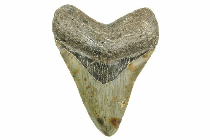Fossil Megalodon Tooth - North Carolina #368040